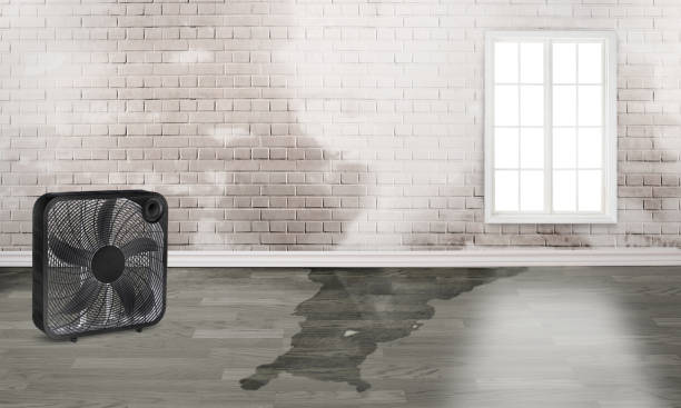 Best Ceiling water damage repair  in Speedway, IN