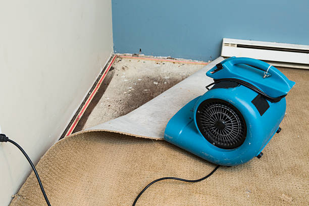 Best Professional water damage repair  in Speedway, IN